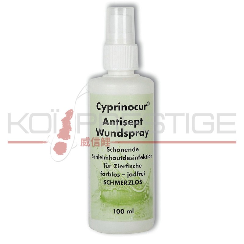 Spray désinfectant antiseptique pour plais et ulcère de la carpe koi